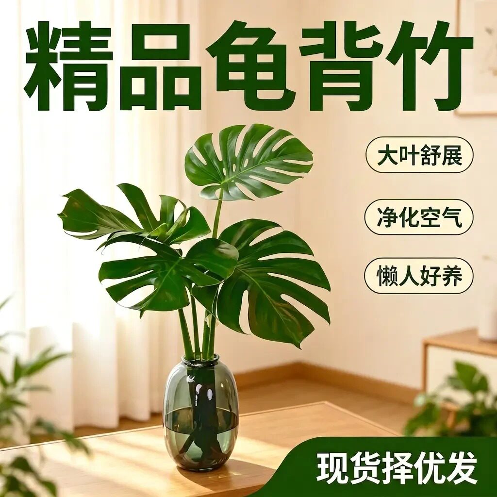 【精品龟背竹】海南水培龟背竹桌面绿植盆栽家居氛围净化空气zy