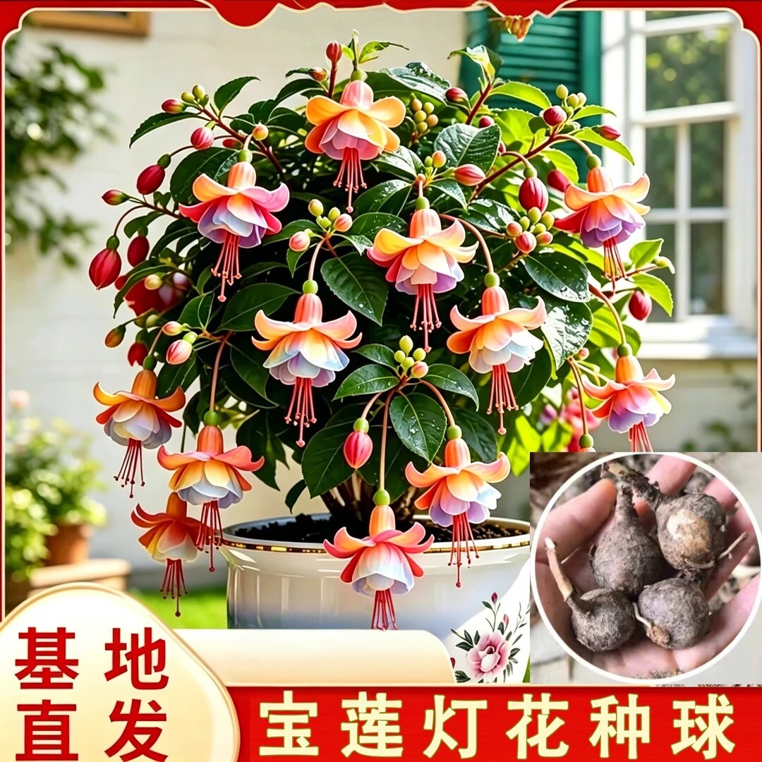 九月新种!浓香宝莲灯花种球阳台盆栽花卉好管理四季好种zy