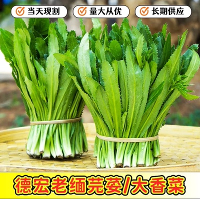 云南德宏新鲜大叶香菜缅芫荽刺芹