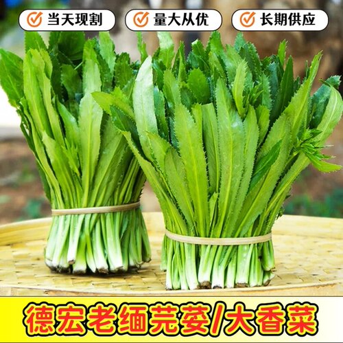 云南德宏新鲜大叶香菜缅芫荽刺芹