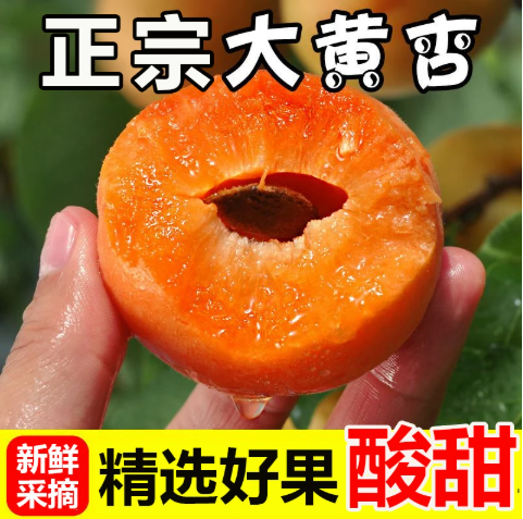 【下单立减50】大黄杏新鲜酸脆爽口杏子农家自种