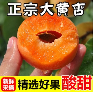 【下单立减50】大黄杏新鲜酸脆爽口杏子农家自种