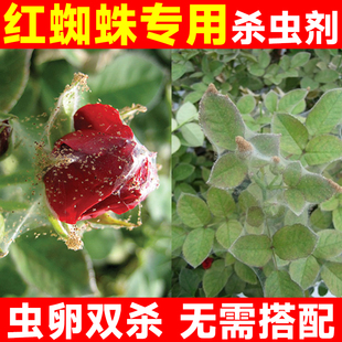 联肼乙螨唑专杀红蜘蛛专用药虫卵双杀柑橘月季蔬菜果树专用杀虫剂