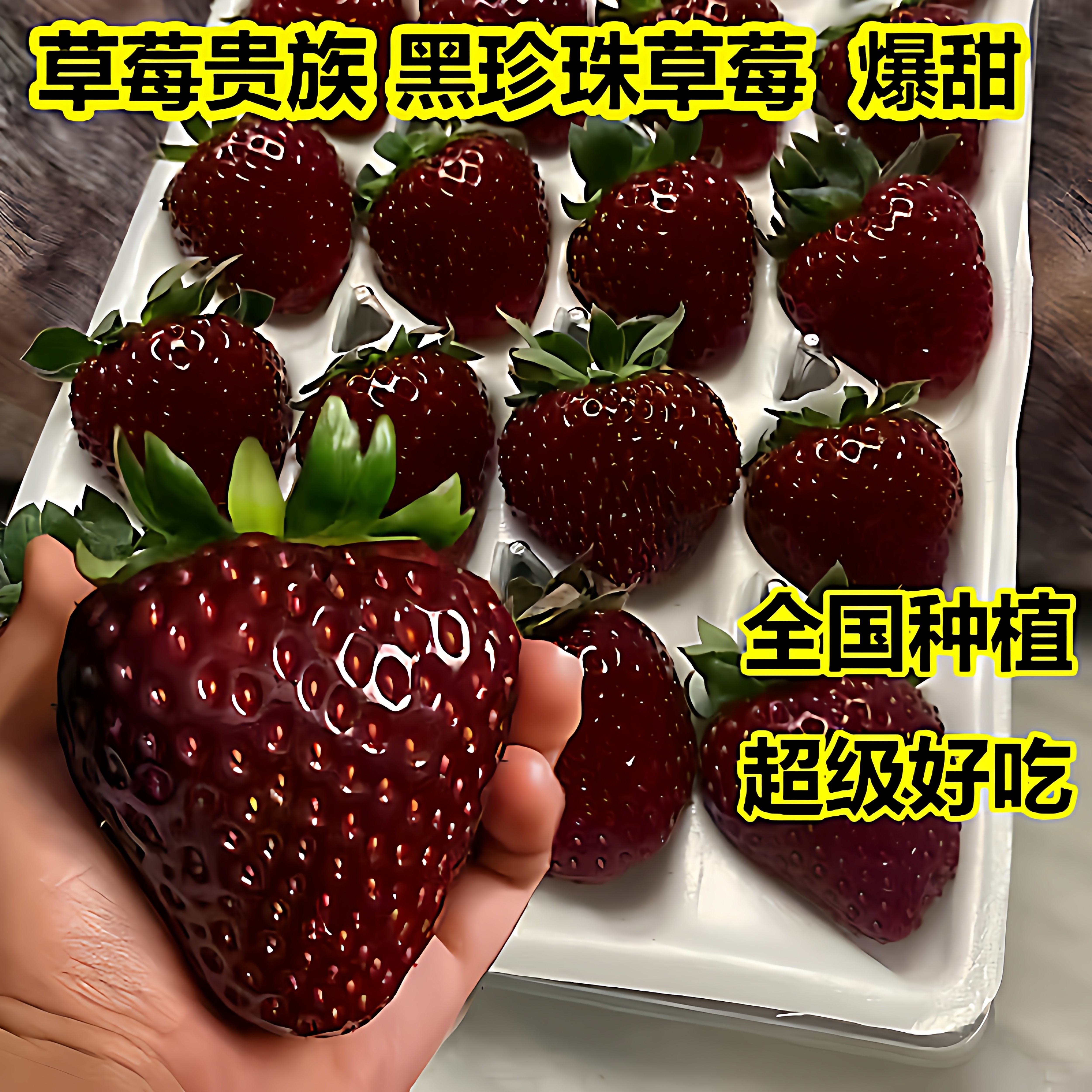 草莓苗黑珍珠草莓种苗秧苗带土阳台四季奶油草莓苗水果盆栽种植苗