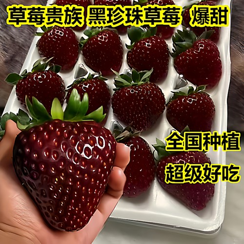 草莓苗黑珍珠草莓种苗秧苗带土阳台奶油草莓穴盘苗水果盆栽种植苗
