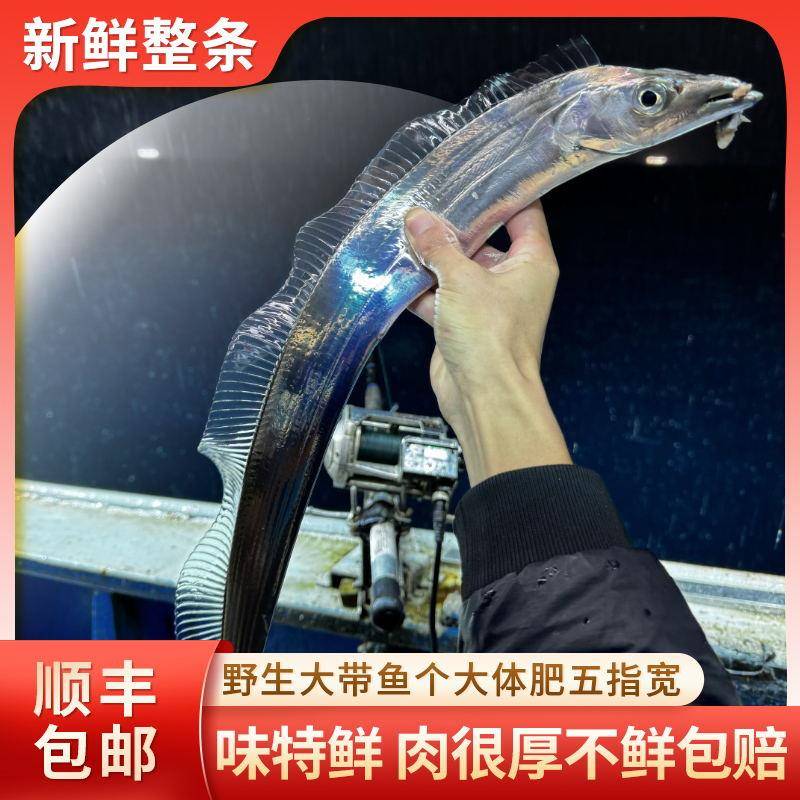 3斤4条【7-9两/条】宁波舟山带鱼东海钓带鱼鲜小眼睛海鲜现钓现发