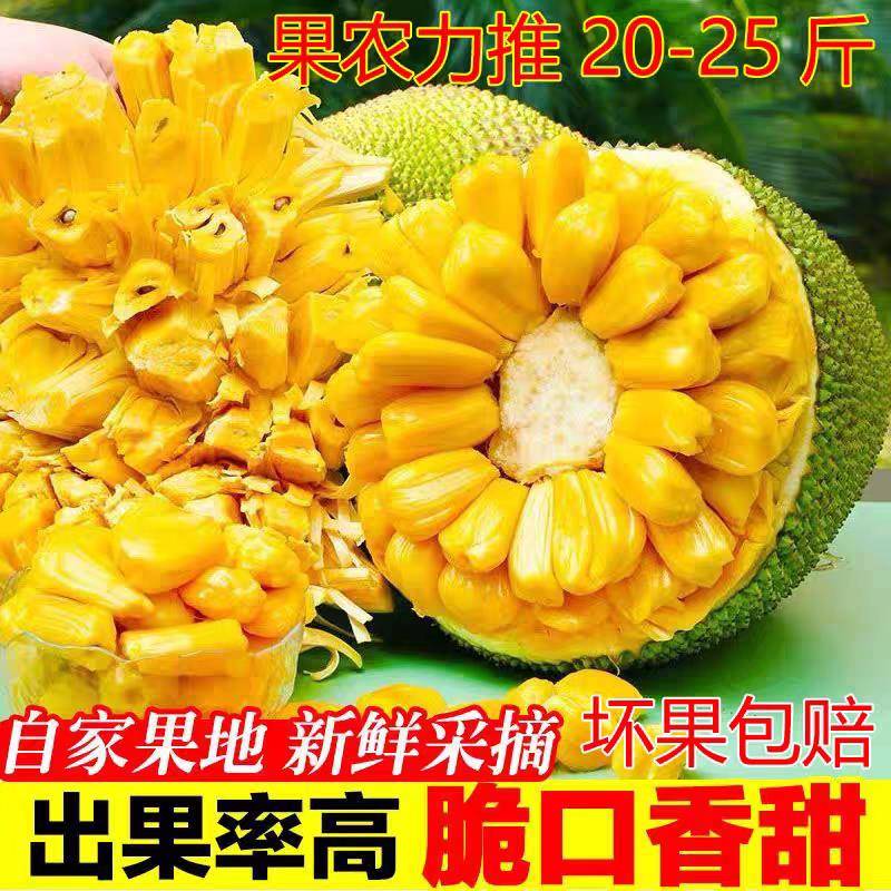 精选老树】海南三亚黄肉菠萝蜜当季新鲜孕妇水果一整个菠萝蜜包邮