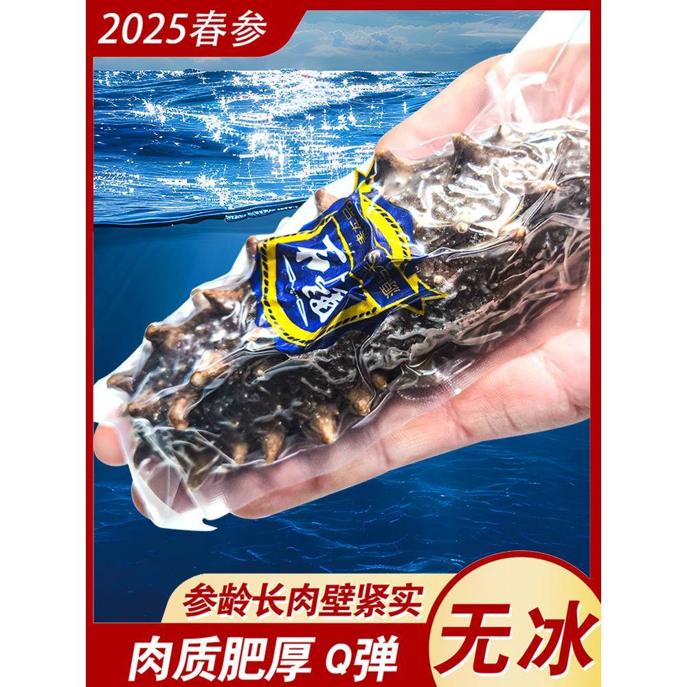 【无冰衣】海参即食刺参大连鲜活辽参野生海生500g鲜食活蒸底播