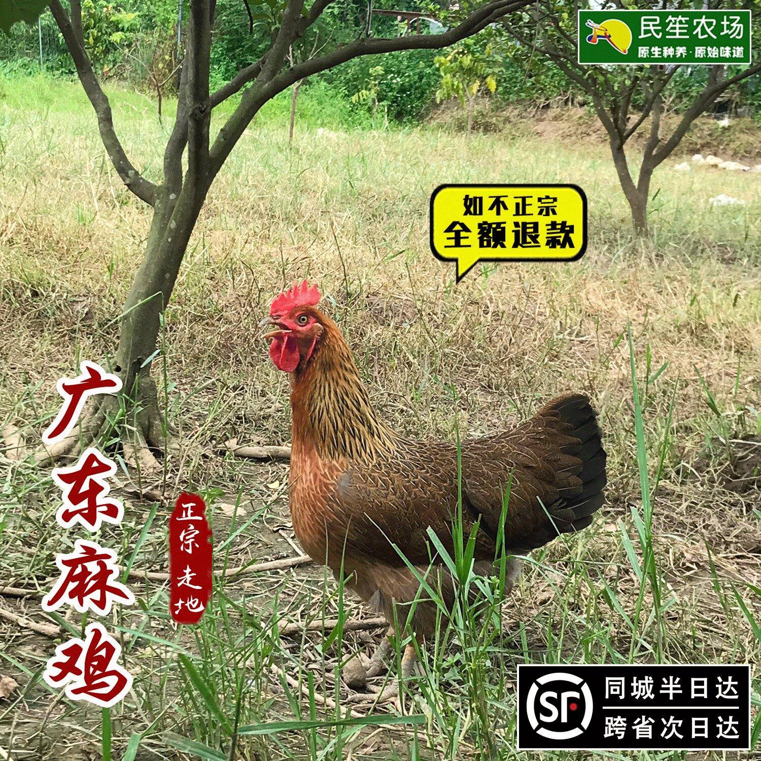 广东麻鸡农村清草走地散养土鸡农家久远老母鸡新鲜白切鸡月子现杀