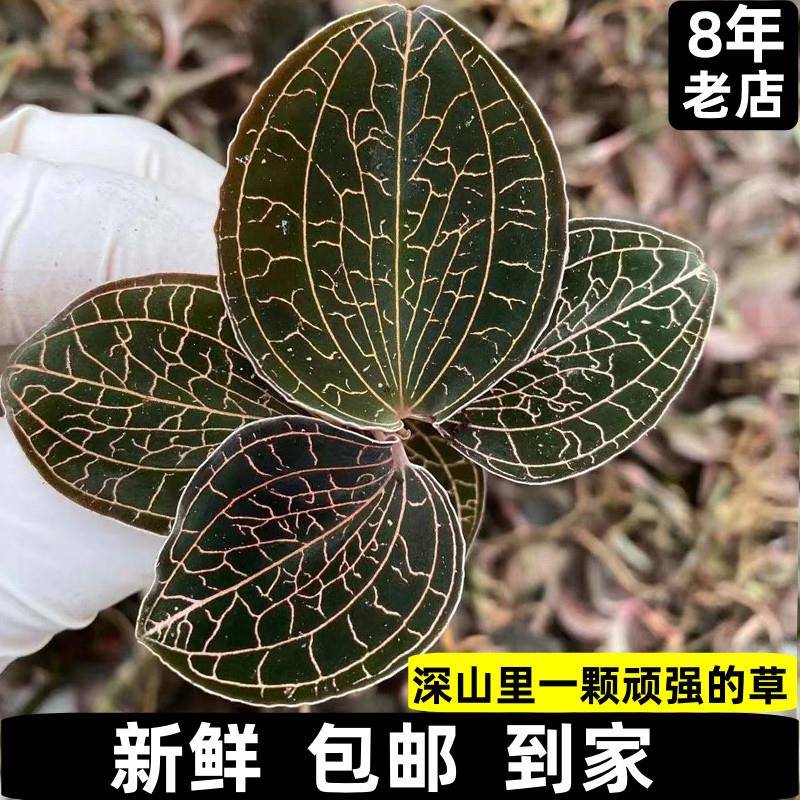 福建南靖新鲜金线莲鲜品彷非人工林下生态种植15个月食用天然农产