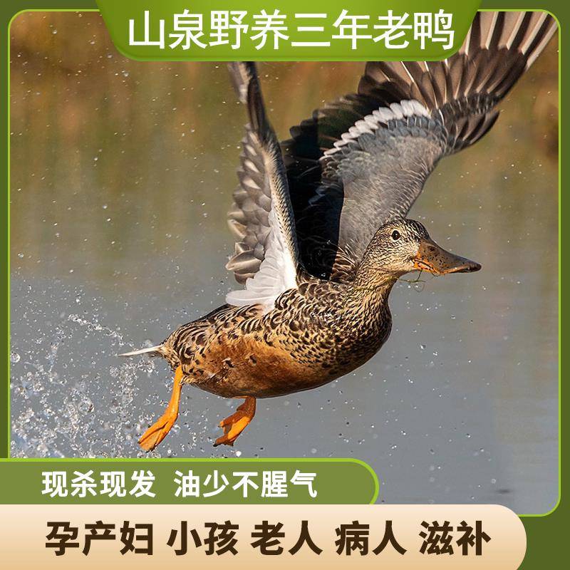 湖南高山放养3年冷水鸭现杀老鸭麻鸭黄鸭土鸭散养农家老鸭肉鸭蛋