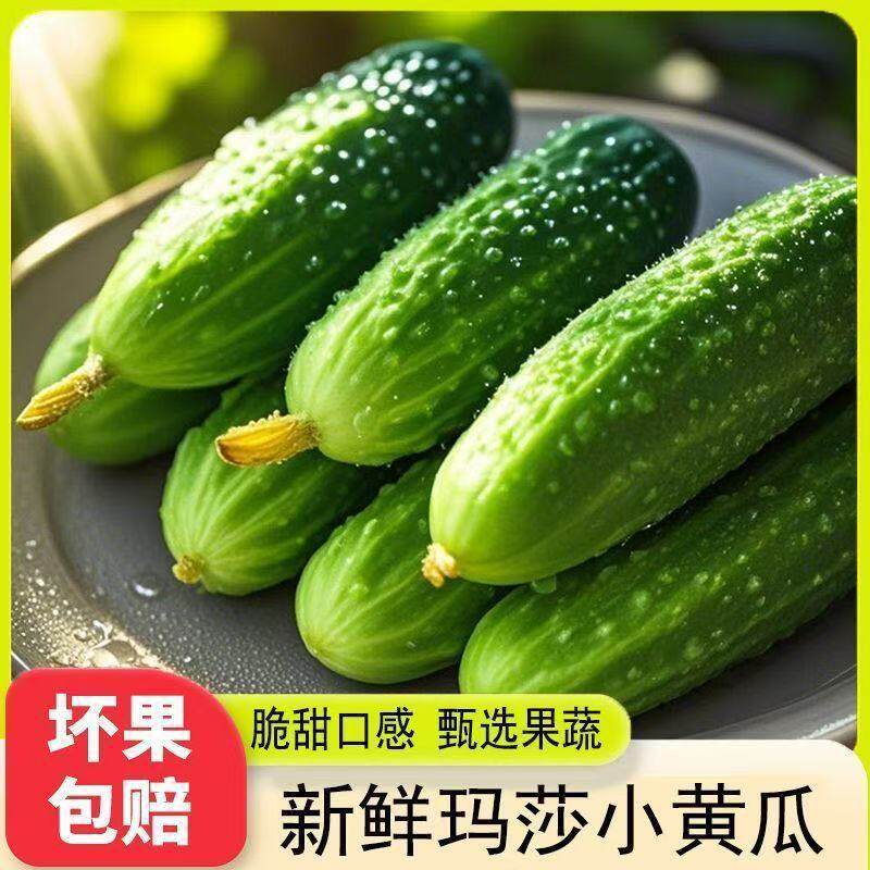 【下单立减50】山东小黄瓜新鲜玛莎水果黄瓜现摘脆嫩美味产地直发