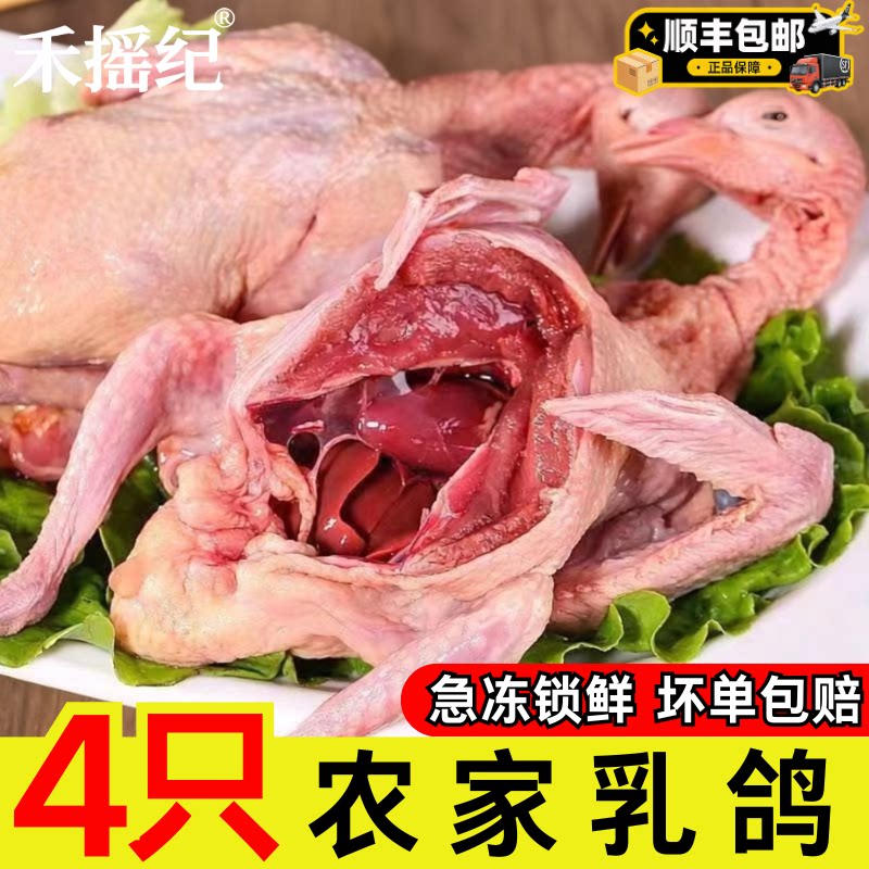 新鲜乳鸽7-8两现杀土鸽老鸽肉农家散养孕妇滋补炖肉煲汤商用批发