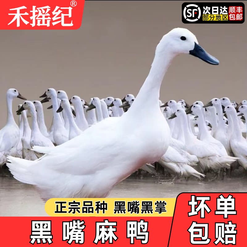 黑嘴麻鸭2.7-2.9斤/只图片