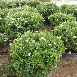一物一拍香雪栀子花观花小叶枝子阳台室外净化空气庭院绿植盆景苗