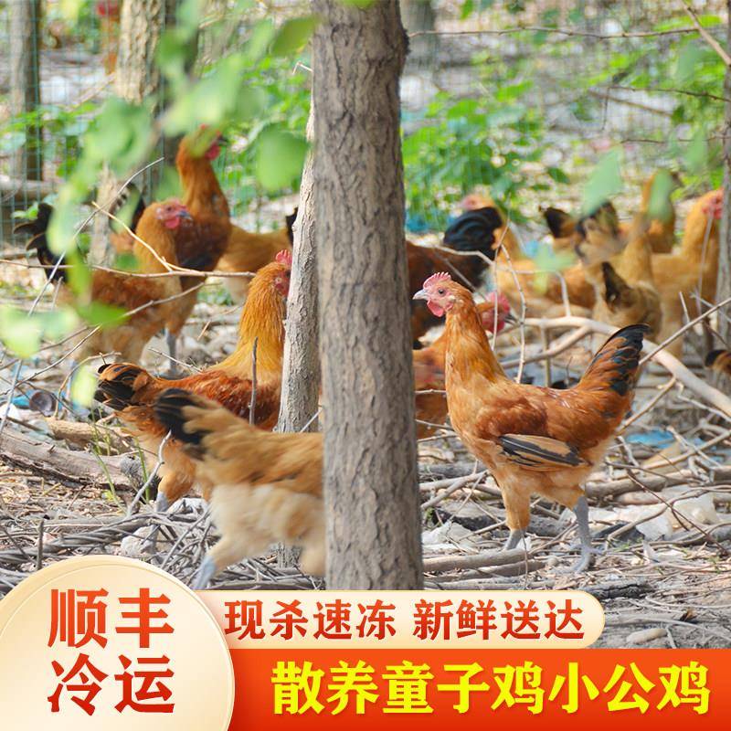 正宗未打鸣童子鸡 农家散养小公鸡 仔鸡 土鸡 公鸡活鸡现杀土鸡肉