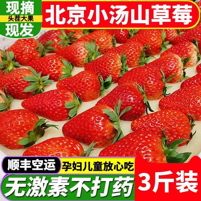 北京小汤山新鲜现摘红颜奶油草莓同城应季水果顺丰空运同城次日达