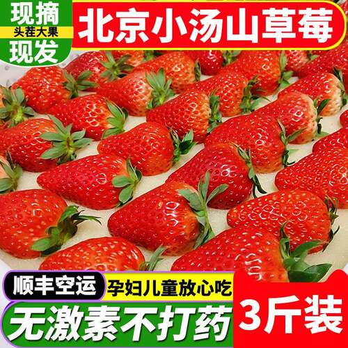 北京小汤山新鲜现摘红颜奶油草莓同城应季水果顺丰空运同城次日达