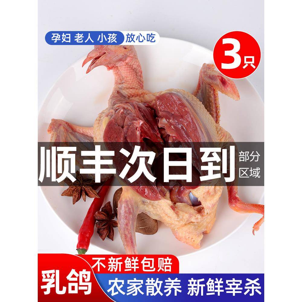 鸽子新鲜现杀鲜活土鸽子农家散养鸽子肉炖煲汤乳鸽生鲜老鸽子5年