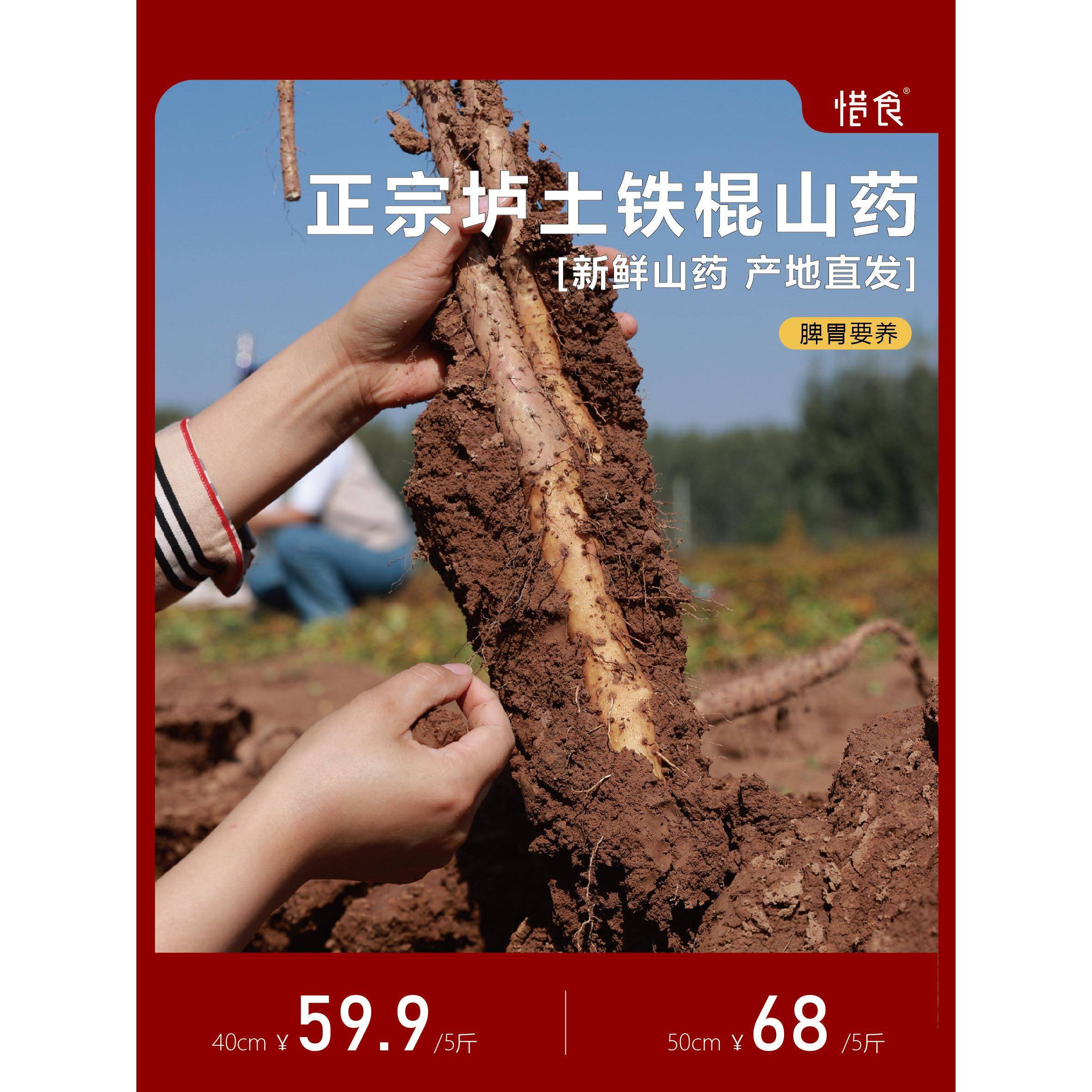 惜食/产地现挖直发河南焦作温县正宗垆土铁棍山药/24小时内售后图片