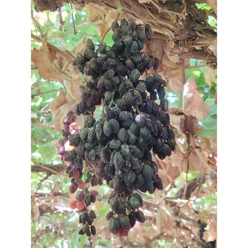 火焰无核不用速干剂无添加天然葡萄干新疆特产吊干小零食