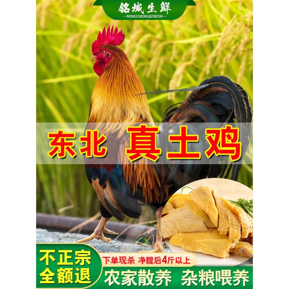 东北农家土鸡农村大公鸡整鸡纯粮散养3.8斤现杀公鸡溜达鸡笨鸡