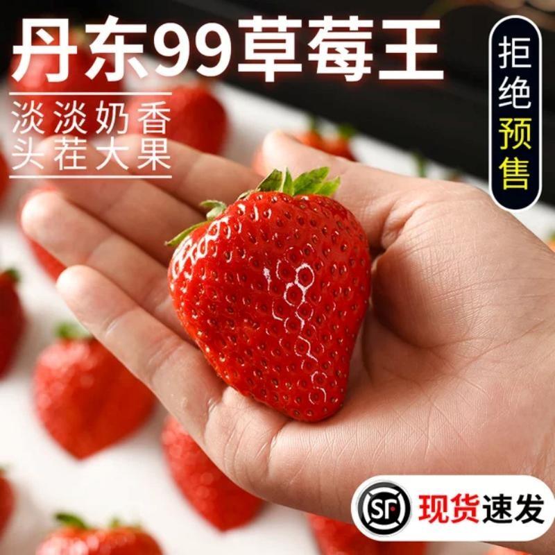 丹东99草莓东港大九九牛奶奶油正宗红颜草莓水果99当季礼盒新鲜