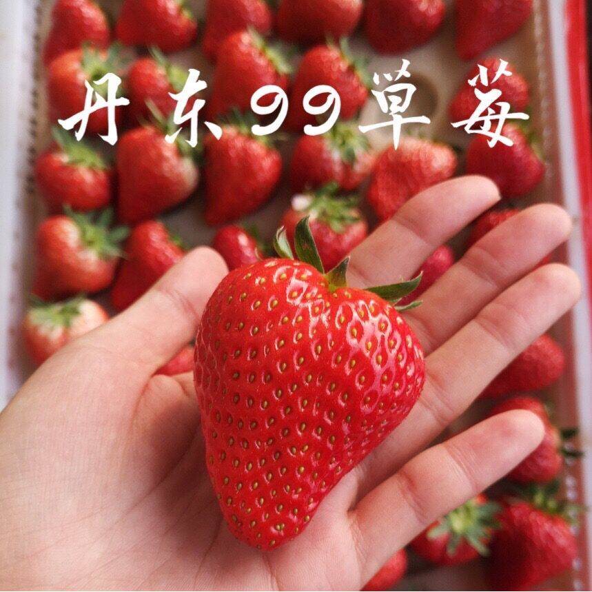 【丹东草莓】现摘现发当季新鲜水果奶油九九草莓红颜草莓