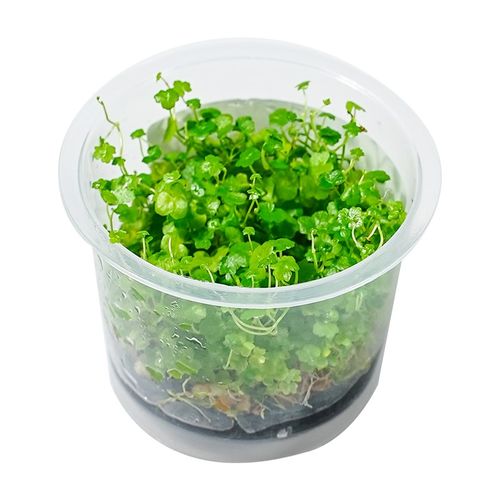 鱼缸水草植物真水草新手懒人造景无菌杯牛毛爬地矮珍珠阴性前景草