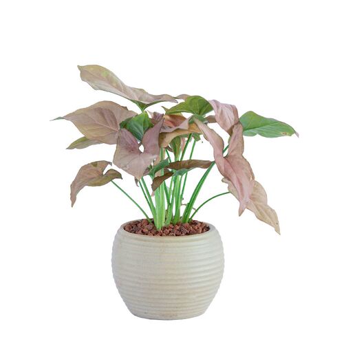 粉红佳人芋盆栽植物花卉室内客厅办公室桌面小绿植适合懒人养的花