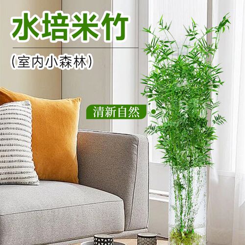 水培植物米竹室内盆栽富贵竹南天竹盆景绿植带根水生竹子花卉好养