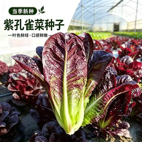 【紫色孔雀菜种子】紫孔雀菜阳台小院盆栽地栽农家菜园蔬菜种子YG