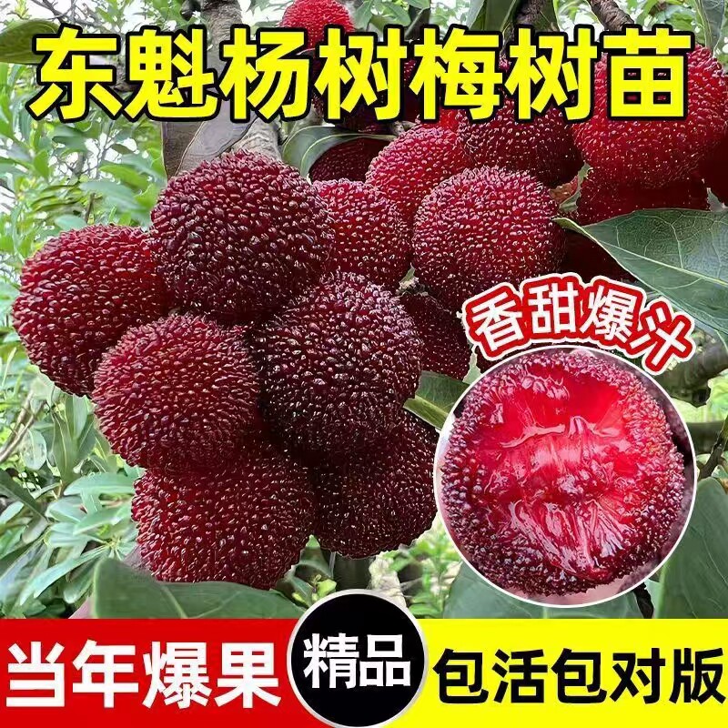 【杨梅果树】正宗东魁杨梅果树苗阳台庭院盆栽地栽黑炭杨梅种球JC