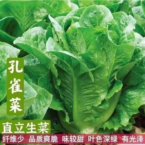 【孔雀菜种子】四季种生吃脆甜高营养直立生菜种子盆栽沙拉蔬菜XL