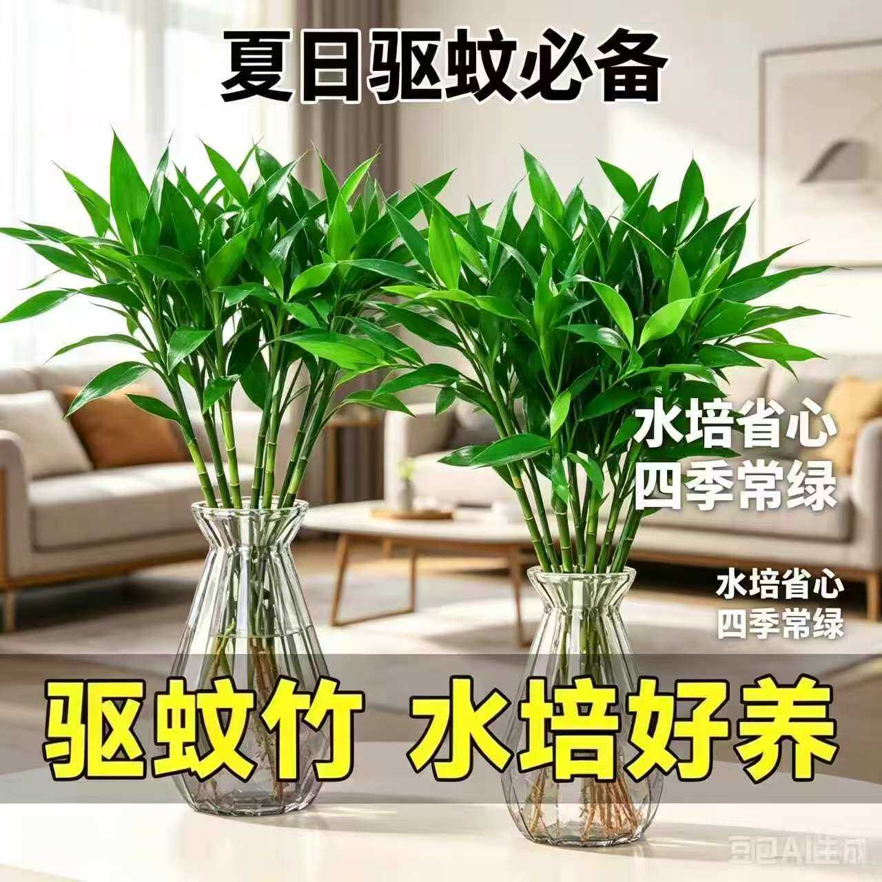 水培竹柏水养植物盆栽绿植水培土培 客厅阳台室内四季常青植物JC2