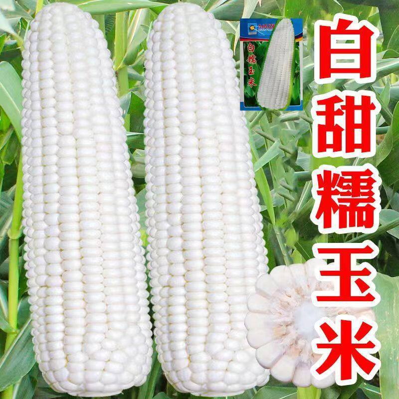 白糯甜玉米种子超大棒矮杆四季播玉米蔬菜种子超甜糯玉米种子XL