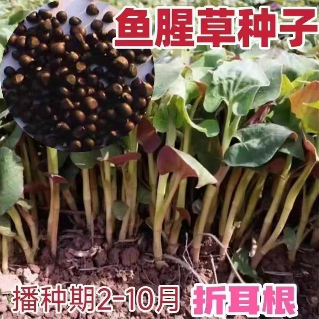 【鱼腥草种子】阳台易种盆栽种植家庭园艺阳台盆栽易种蔬菜种子JC