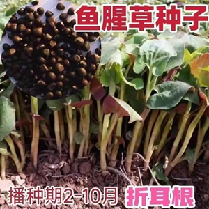 【鱼腥草种子】阳台易种盆栽种植家庭园艺阳台盆栽易种蔬菜种子JC