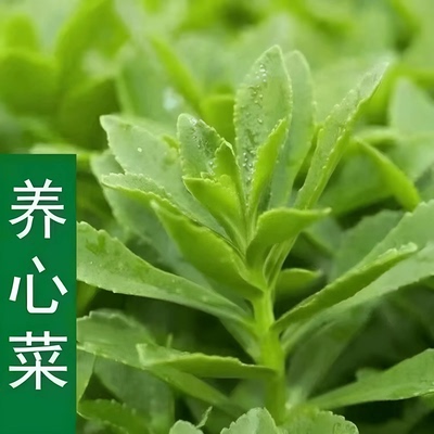 高钙【养心菜种子】养心菜种子可食用野菜四季播阳台盆栽特色YG2