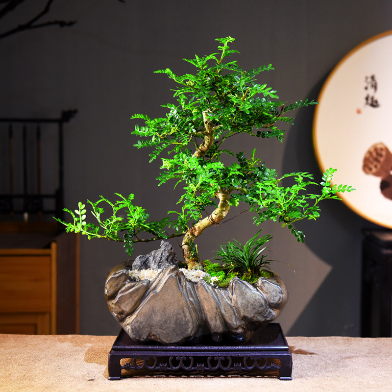 清香胡椒木盆栽绿植室内盆景植物办公室客厅桌面中式植物摆件好养