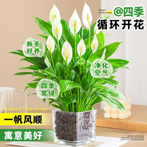 白掌一帆风顺盆栽水培植物办公室内好养花卉绿植四季可赏净化空气