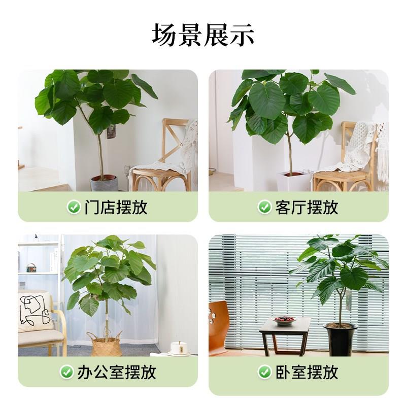 爱心榕盆栽植物室内大型绿植客厅盆景四季好养活心叶伞榕树带花盆