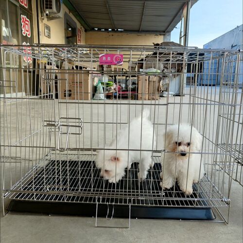 嘉盈出口款不锈钢可折叠狗笼猫笼免笼宠物笼博美中小型犬带厕所