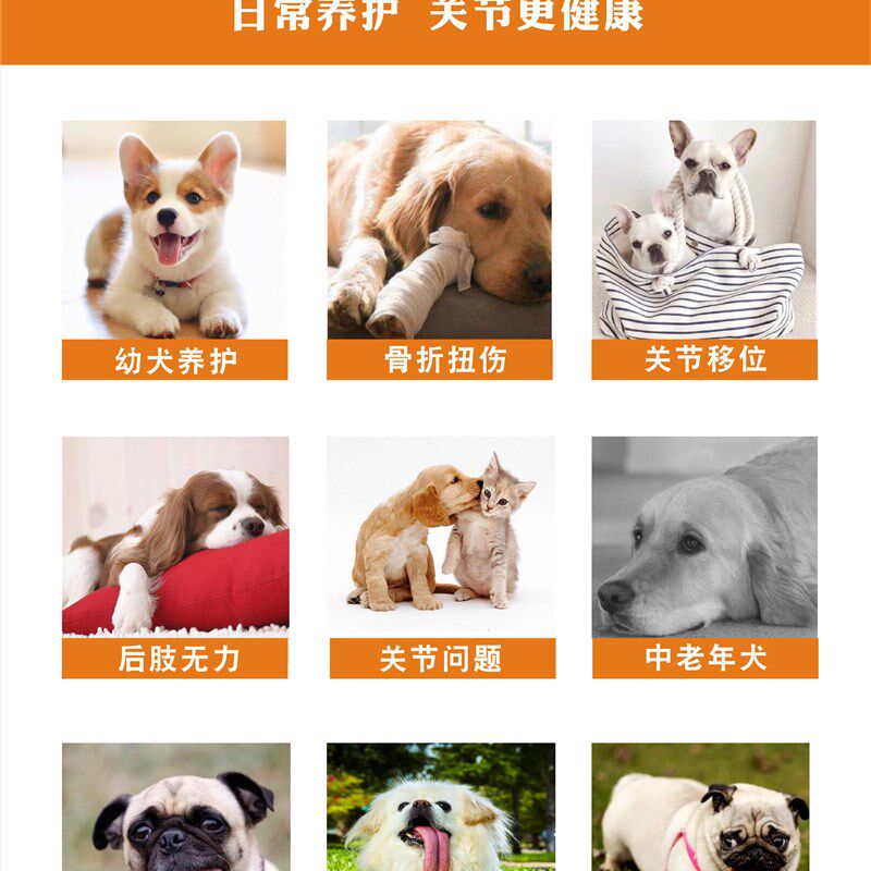 鸡毛叔叔法斗巴哥柯基柴犬金毛恶霸犬猫狗软骨素狗狗髋关节瘸腿