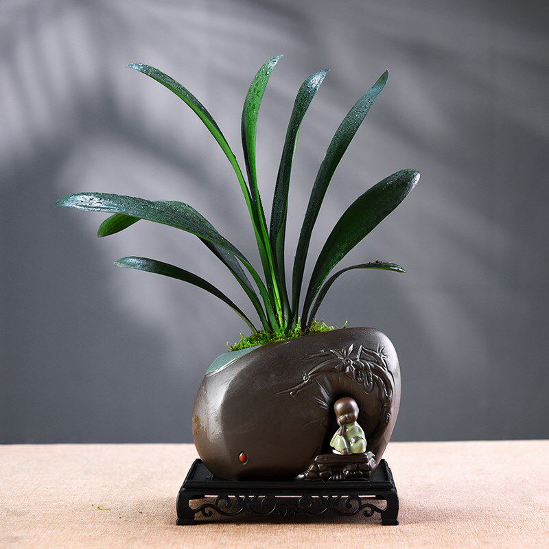 君子兰盆栽六月雪盆景室内植物办公客厅好养中式绿植摆件观赏送礼