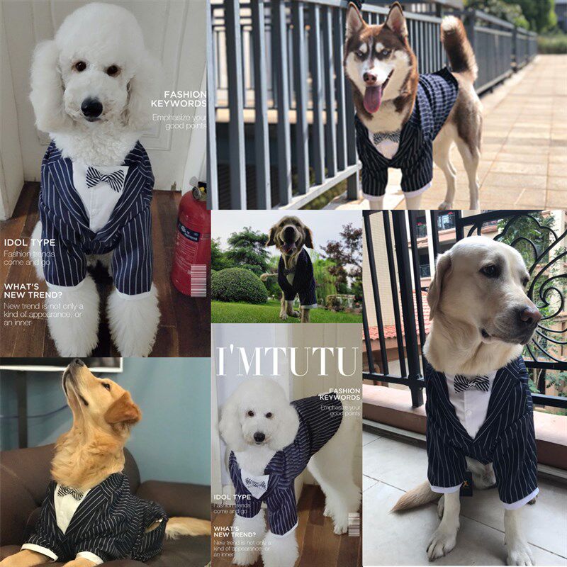 狗狗西装婚礼礼服中型犬大型犬大狗西服法斗金毛生日衣服夏季薄款