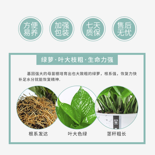 吊兰绿萝盆栽室内吸除甲醛长藤垂吊植物花卉办公室绿植好养大绿箩