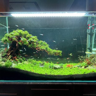莫丝树辣椒榕树迷你榕丁香树水景懒人景草缸骨架阴性水草一木成景