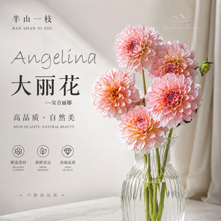[顺丰冷链]高品质甄选大丽花鲜切鲜花安吉丽娜云南直发