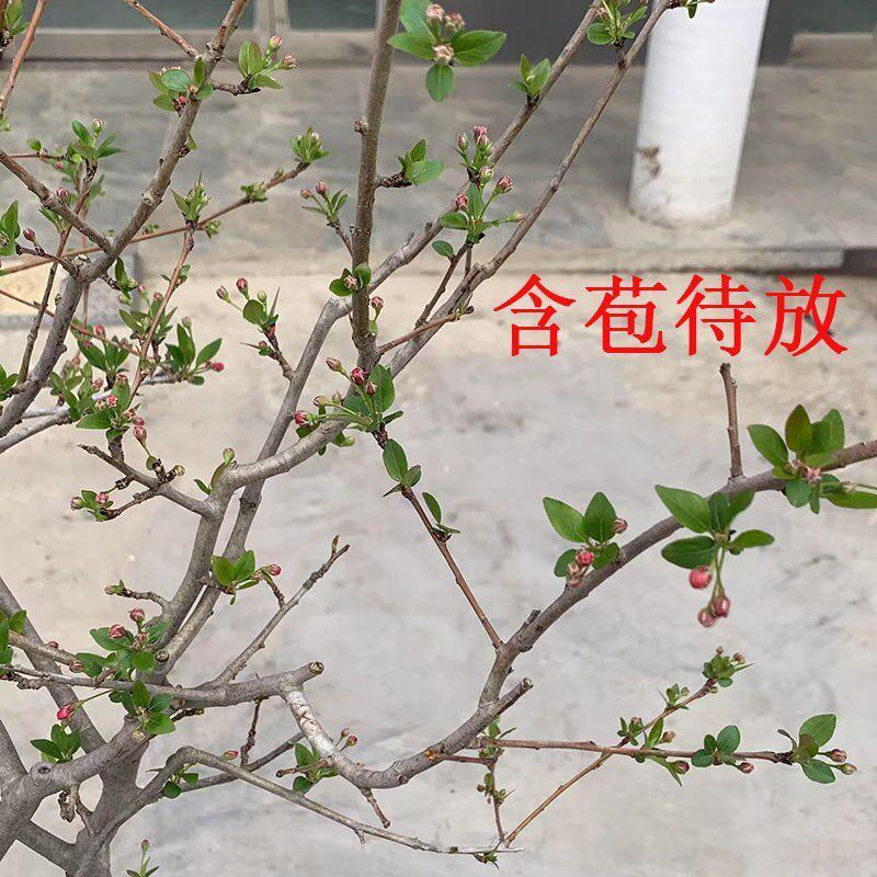 垂丝海棠花树苗盆栽带花苞原盆原土发货好养当年开花庭院